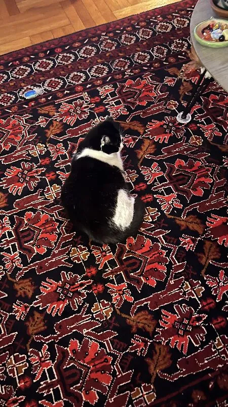 I ordered a vintage 6x9 afghan rug at a great price and it was delivered in less than 48 hours after my order! Exactly as pictured online, the colors were true and all "imperfections" (it's handmade and vintage, it's all just special charm) stated clearly, which I appreciated. Having a video on the product page of the rug was also very helpful! Very pleased with my experience here, will shop again. My cat loves the rug too! 
(One thing I don't love is that a rug pad is automatically added to the cart and you have to manually remove it.)